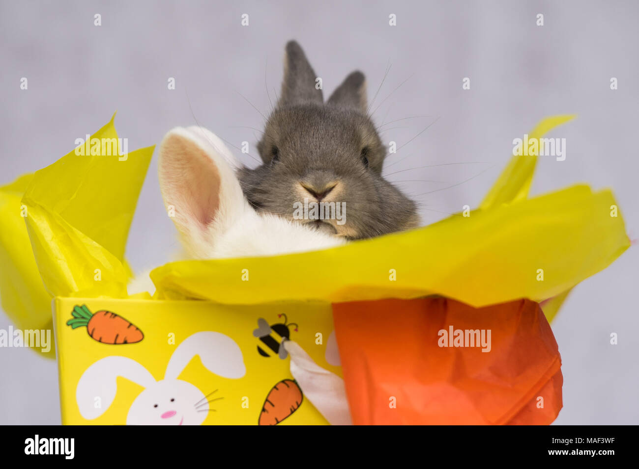 Joyeux lapins de Pâques Banque D'Images