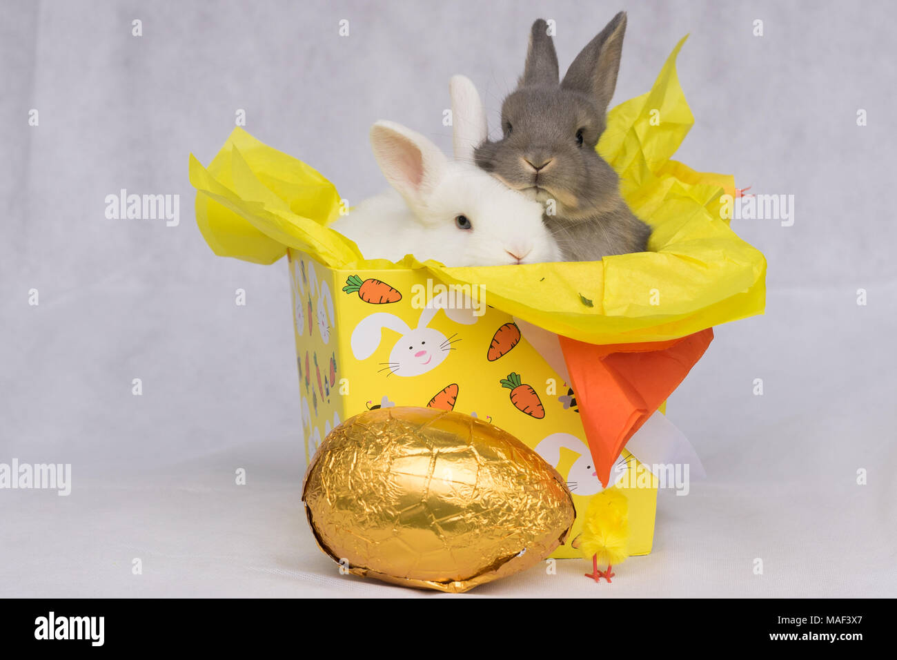 Joyeux lapins de Pâques Banque D'Images