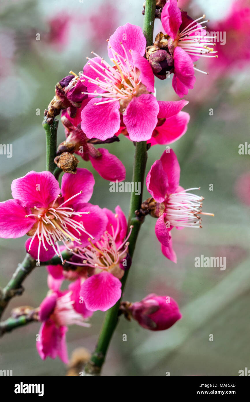 Prunus mume Beni chidori, savoir que le Chinois de prune ou d'abricot japonais en fleurs Banque D'Images