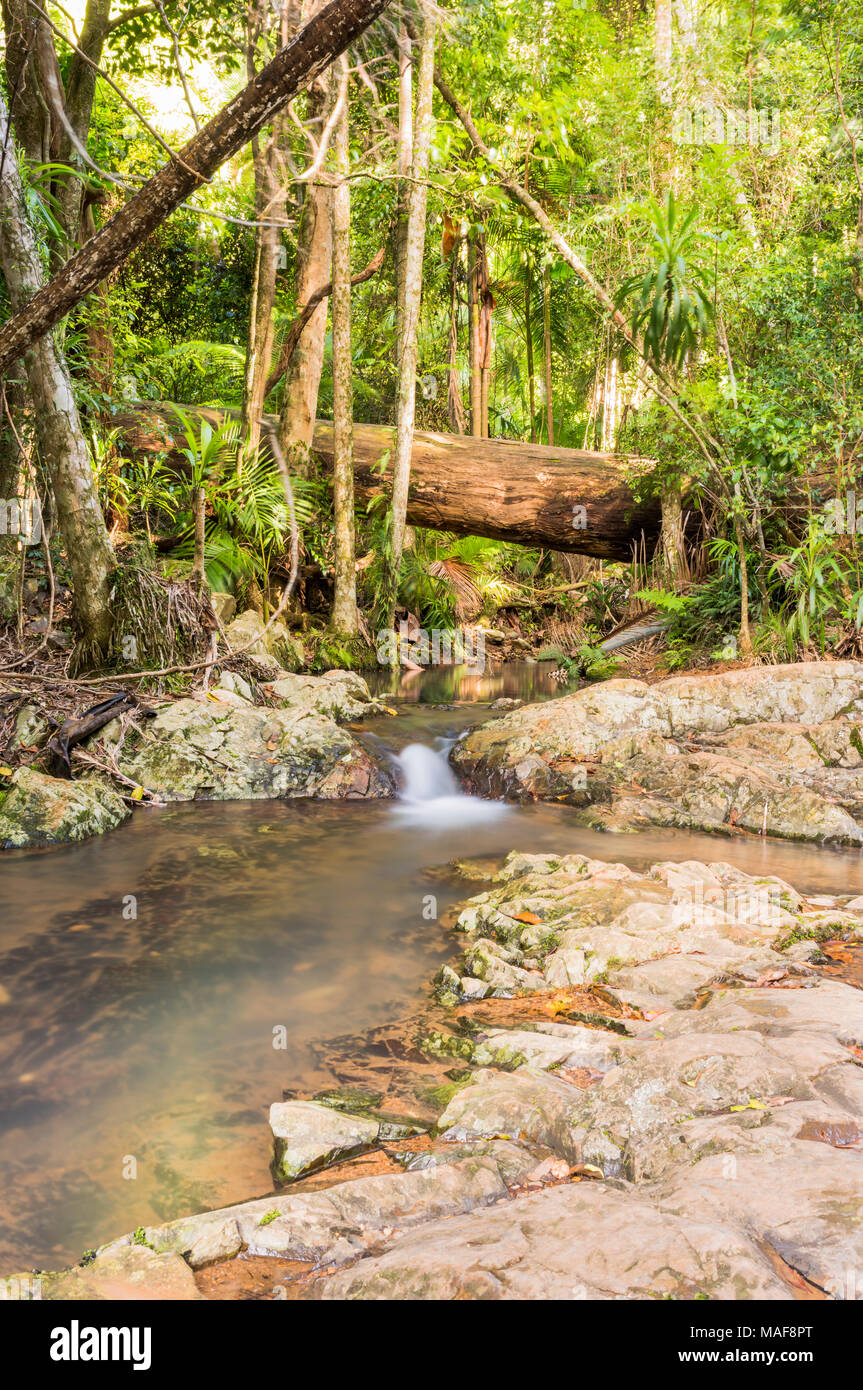 Dans le domaine de randonnée Maiala D'Aguilar State Forest près de Mount Glorious, Queensland, Australie Banque D'Images