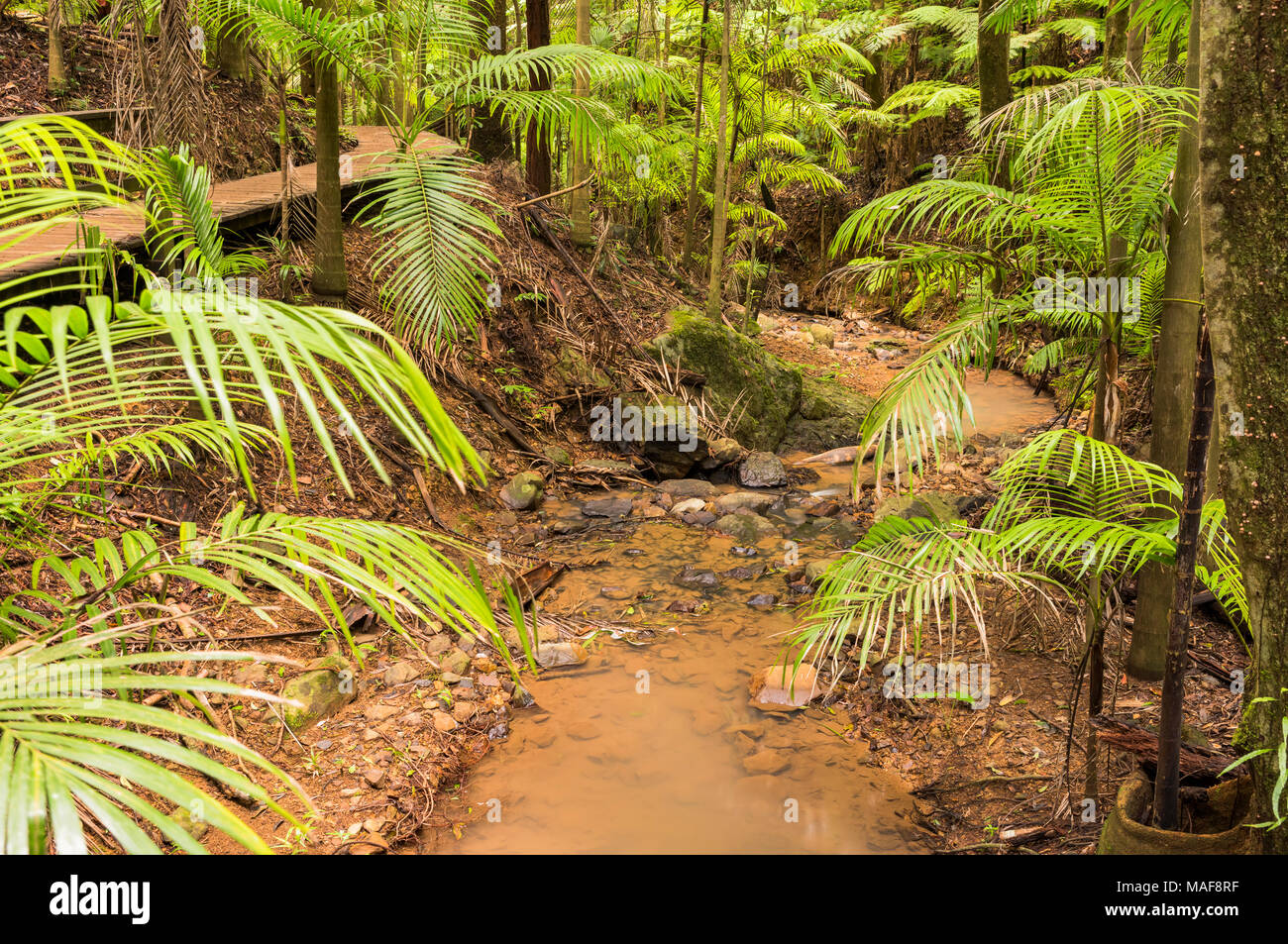 Dans le domaine de randonnée Maiala D'Aguilar State Forest près de Mount Glorious, Queensland, Australie Banque D'Images