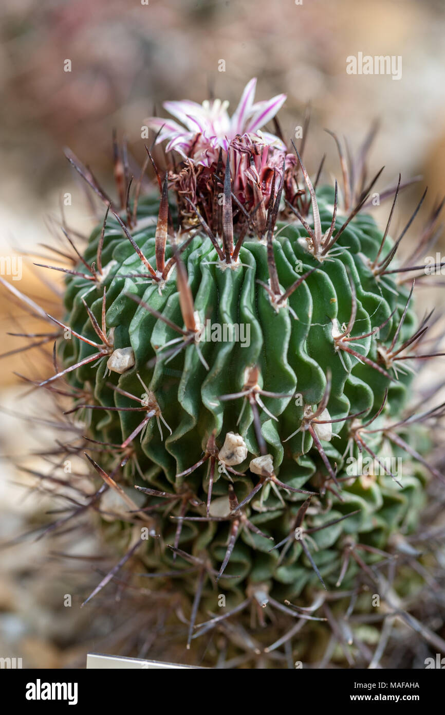 Cactus Cerveau, Skrynkelkaktus (Stenocactus crispatus) Banque D'Images