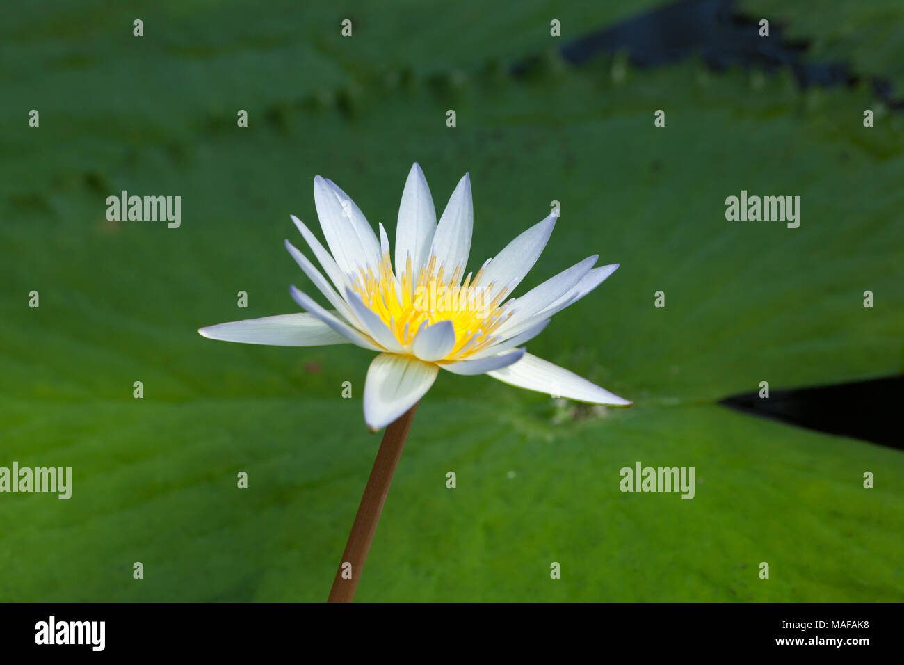 Madagascar Nain, Kvicklotus Daubenyana (Nymphaea x) Banque D'Images