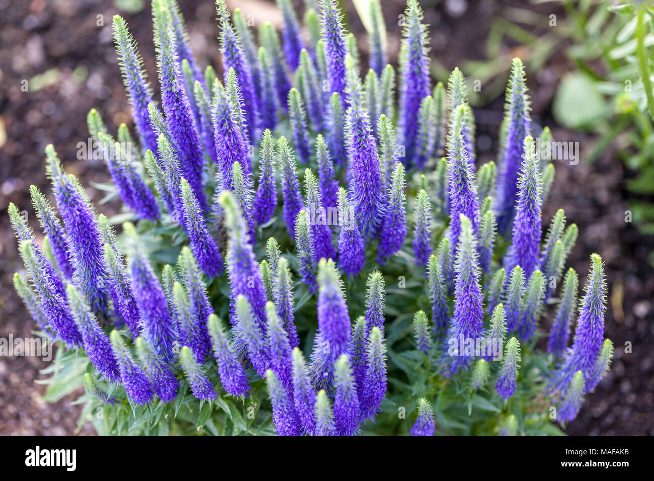 'Royal candles' Spike Speedwell, Axveronika (Veronica spicata) Banque D'Images