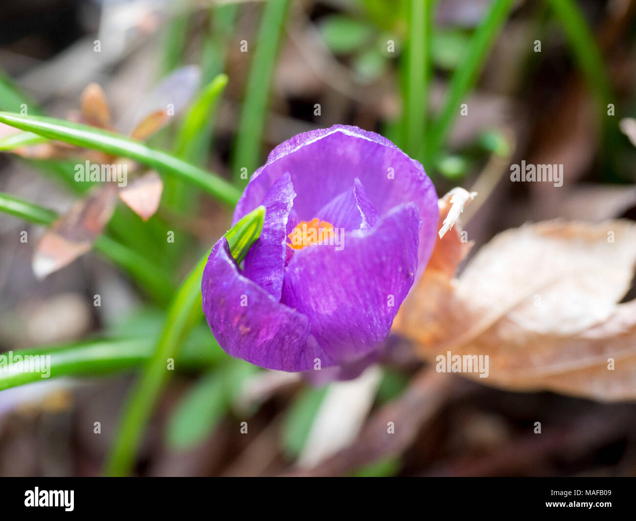 Fleurs violettes dans le jardin au milieu de printemps ensoleillé Banque D'Images