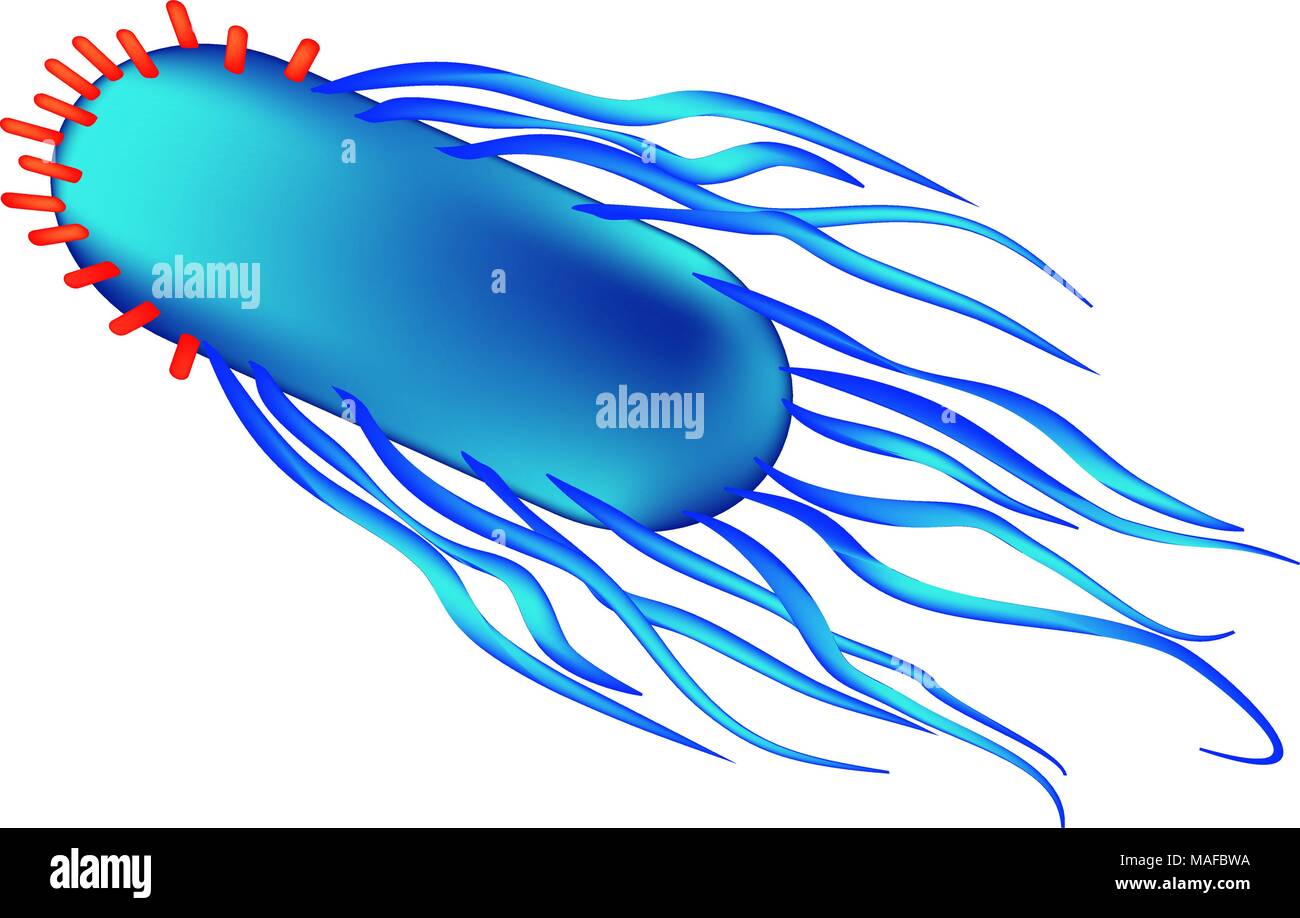 La structure de la bactérie Salmonella. L'infographie. Vector illustration sur fond isolé Illustration de Vecteur