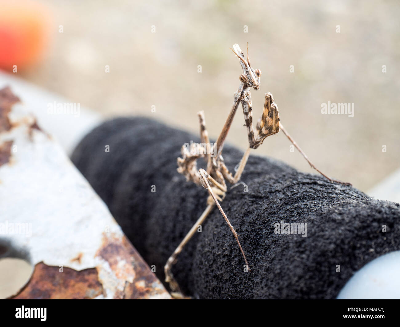 Une mante Empusa pennata, conehead, debout sur un manche à balai Banque D'Images