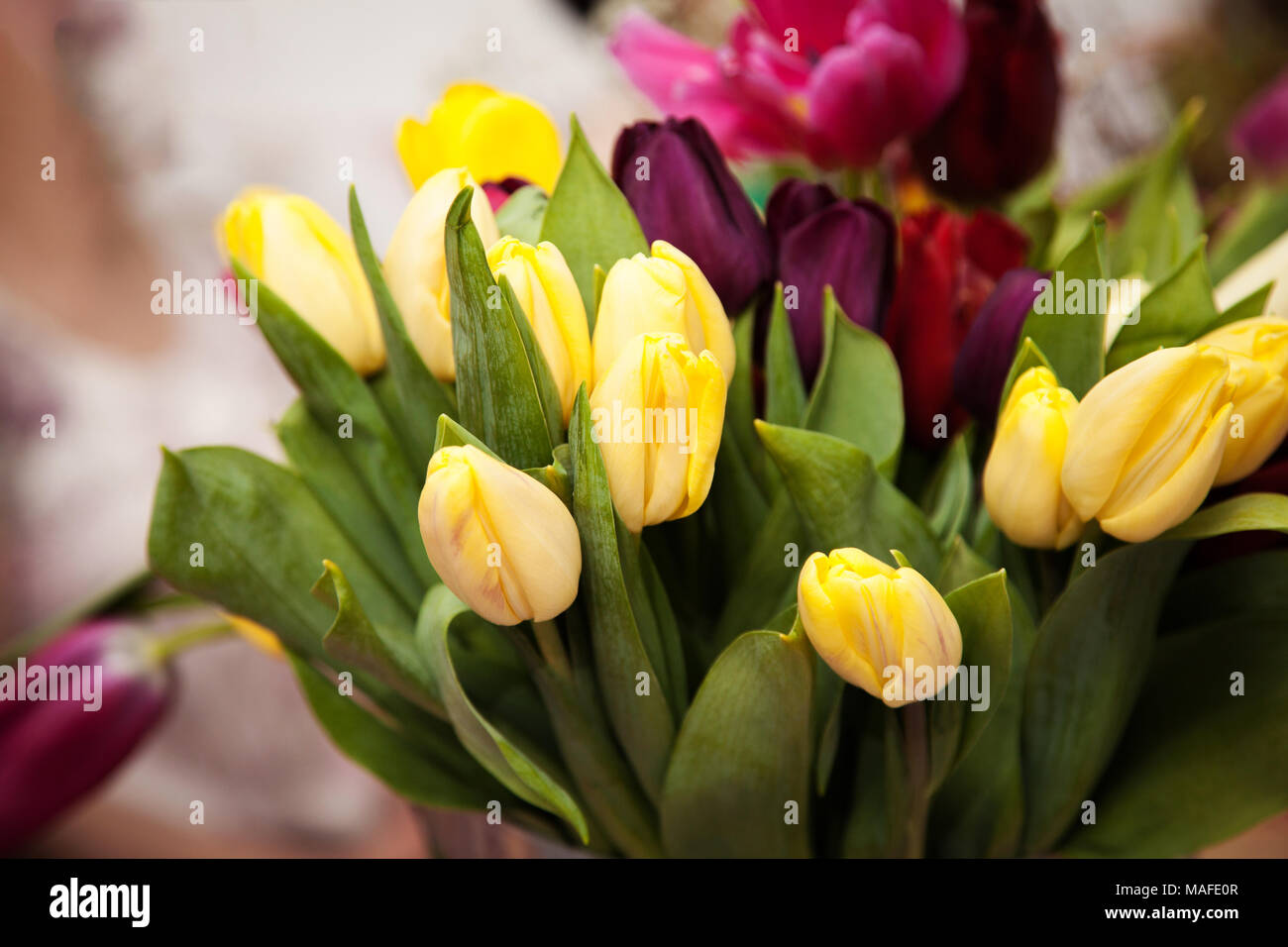 Tulipe rose dans un seau en métal dans le contexte d'un mur blanc Banque D'Images