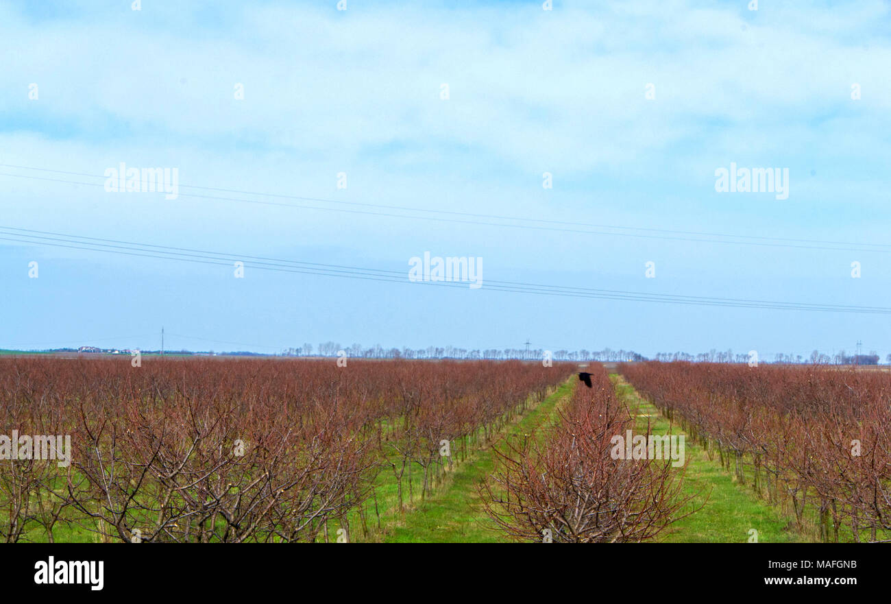 Pêche plantation au début du printemps. Vue panoramique. Banque D'Images