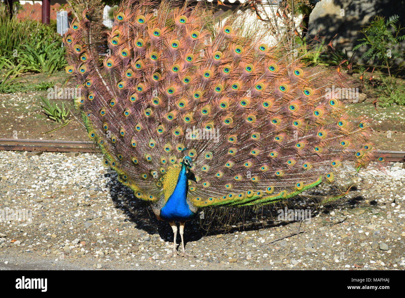 Un mâle peacock montrant son plumage vibrant Banque D'Images