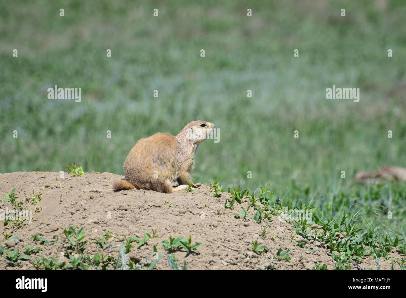 Chien de prairie sauvage sur l'alerte à l'entrée de son terrier Banque D'Images