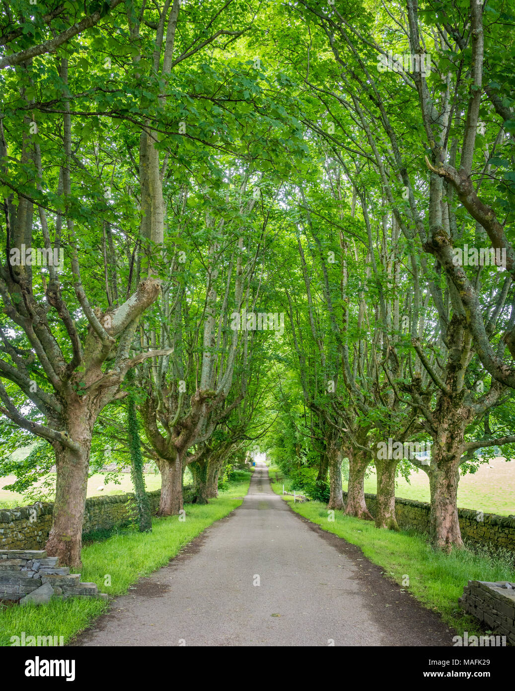 Route le long de la rivière idyllique balai, près de Ullapool, à Ross-shire, les Highlands écossais. Banque D'Images