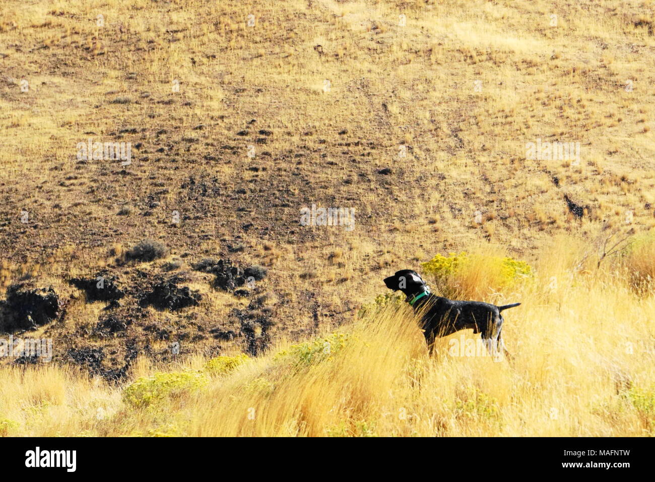 L'allemand Shorthair pour chasse Chukar Banque D'Images