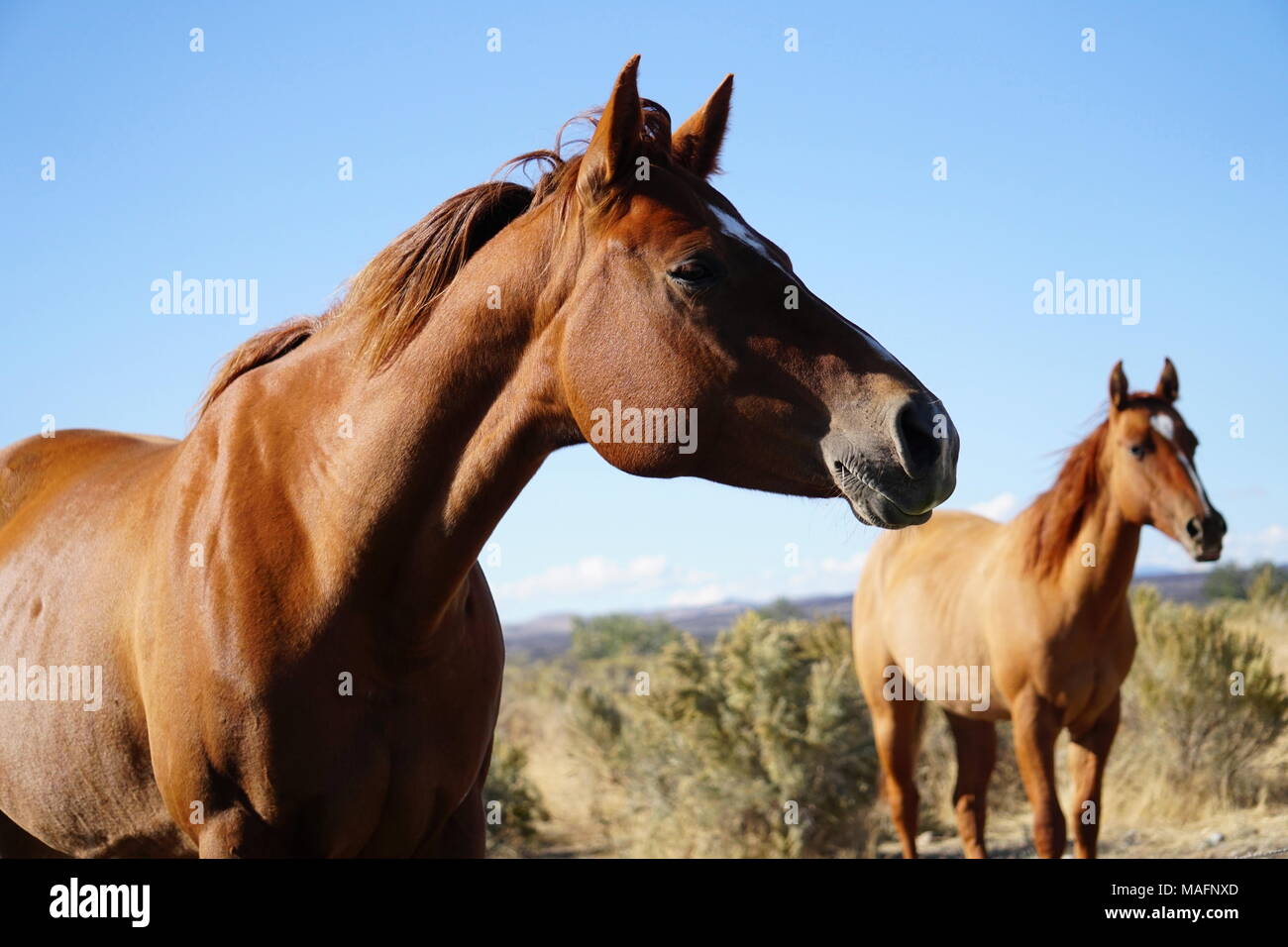 Les chevaux dans l'Idaho Shoshone Banque D'Images