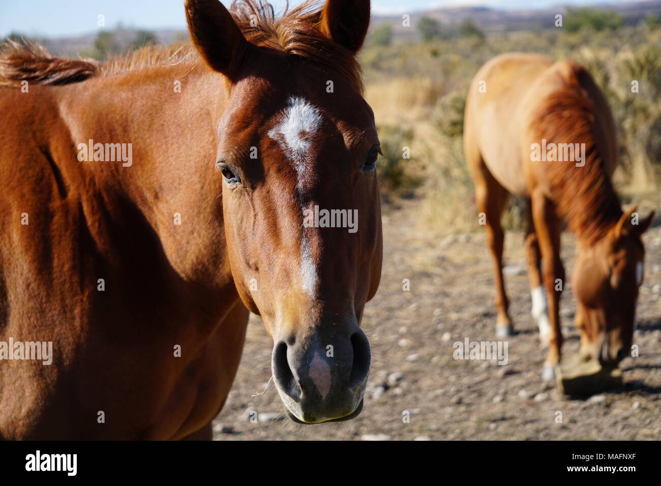 Les chevaux dans l'Idaho Shoshone Banque D'Images
