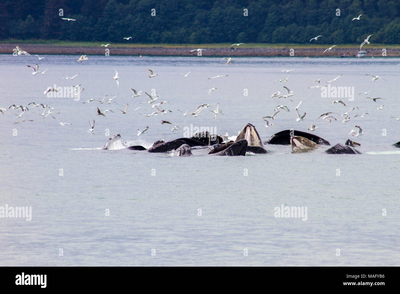 Les baleines à bosse d'alimentation du filet à bulles Banque D'Images