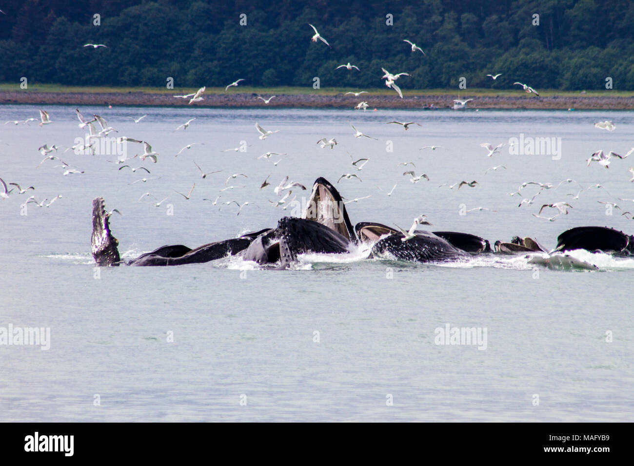 Les baleines à bosse d'alimentation du filet à bulles Banque D'Images