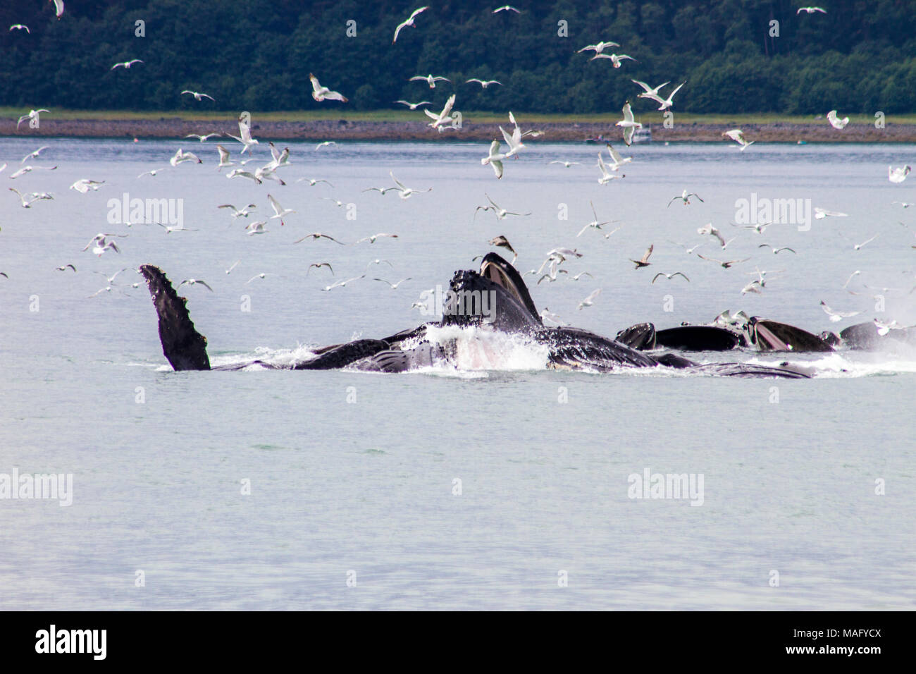 Les baleines à bosse d'alimentation du filet à bulles Banque D'Images