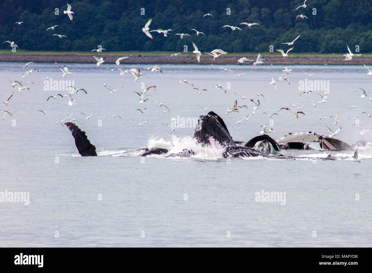 Les baleines à bosse d'alimentation du filet à bulles Banque D'Images