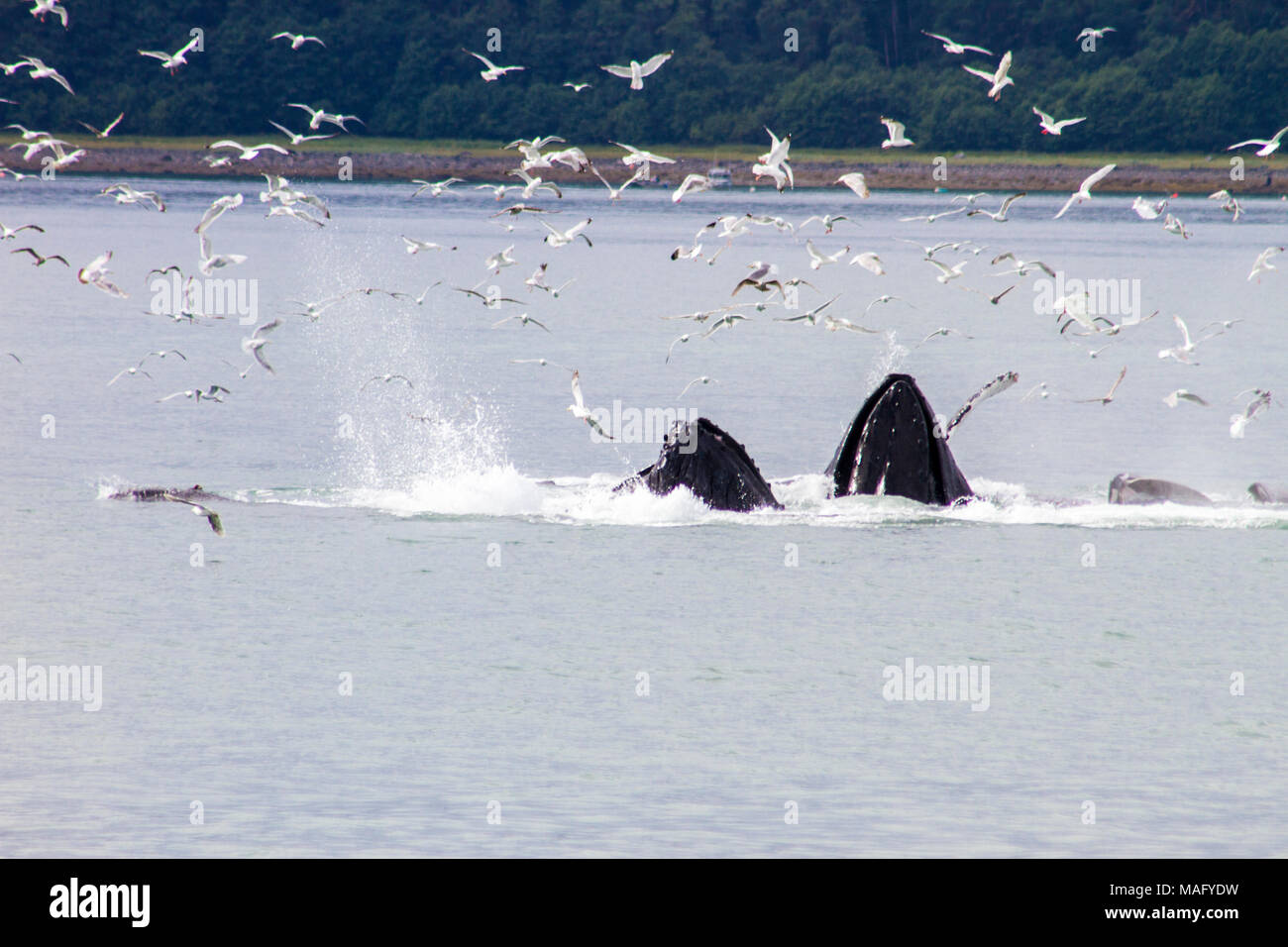 Les baleines à bosse d'alimentation du filet à bulles Banque D'Images