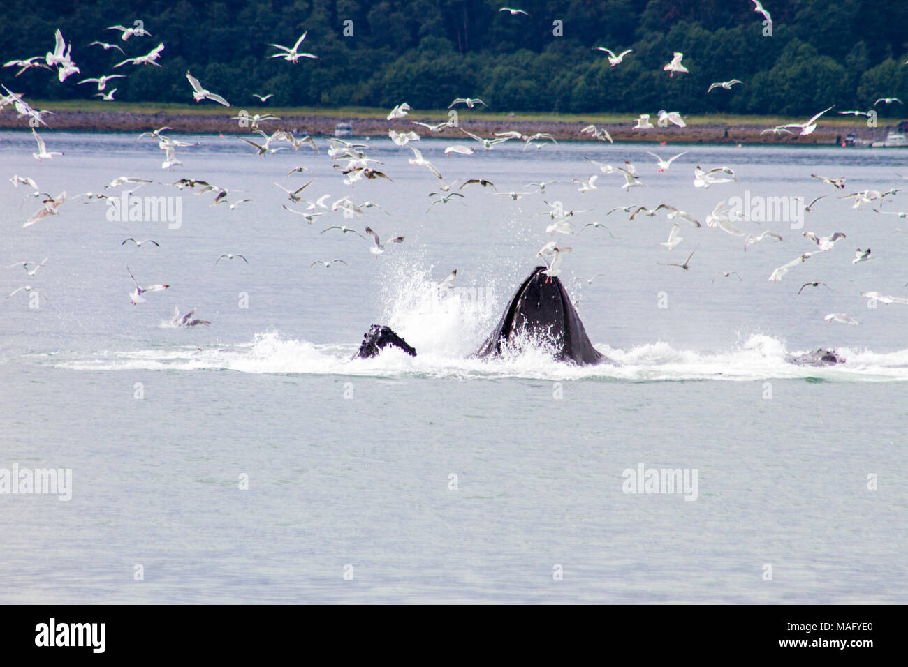 Les baleines à bosse d'alimentation du filet à bulles Banque D'Images