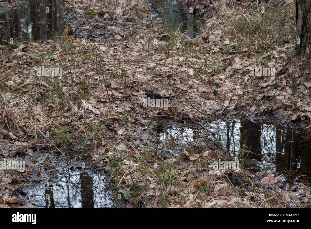 La forêt marécageuse en Pologne Europe Banque D'Images