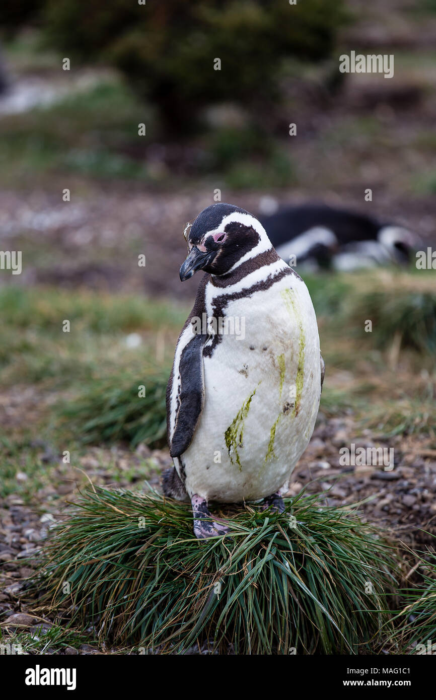 Magellanic penguin, Spheniscus magellanicus, marcher sur la plage de gravier rocheuse à Isla Martillo, Ushuaia, la Patagonie. L'Argentine Banque D'Images