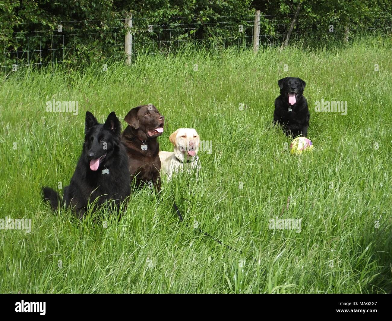 Plusieurs chiens de secours à profiter de la vie en plein air Banque D'Images