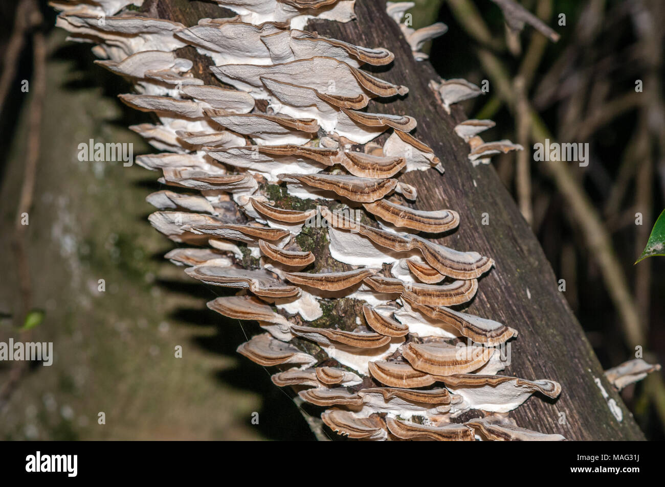 Champignons polypores sur un tronc d'arbre, Trametes versicolor, Catalogne, Espagne Banque D'Images