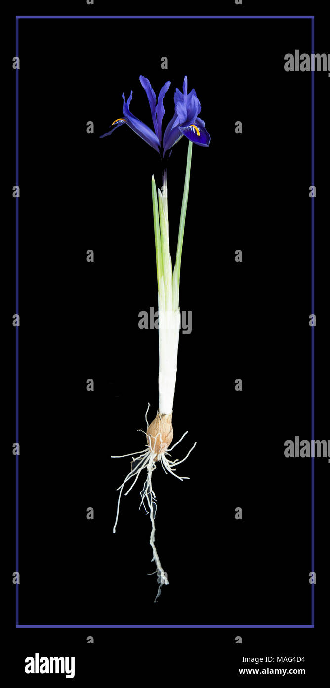 Iris reticulata - photographie botanique plante entière Banque D'Images