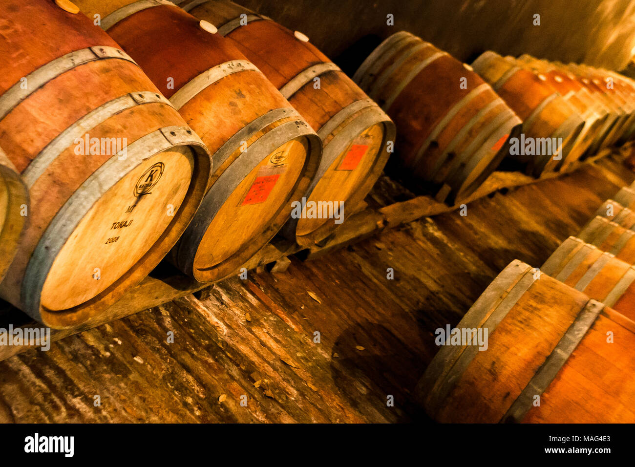 Stockage de vin de barils stockés caves vignobles près de Lucques Toscane Italie Banque D'Images