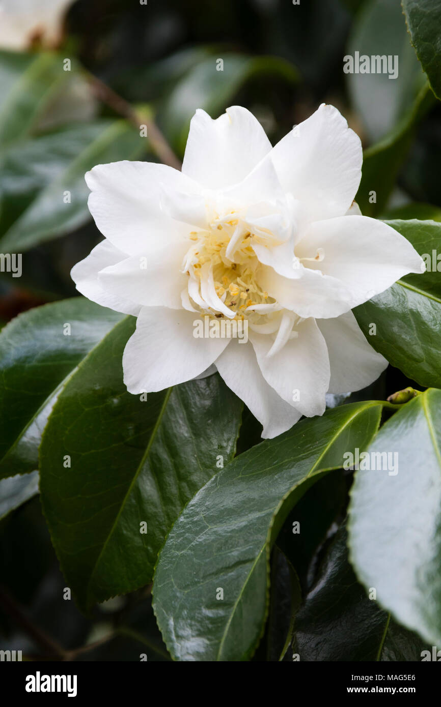 Fleur double blanc, semi de l'evergreen, l'hiver au printemps, l'arbuste à fleurs de Camellia japonica 'Mary Costa' Banque D'Images