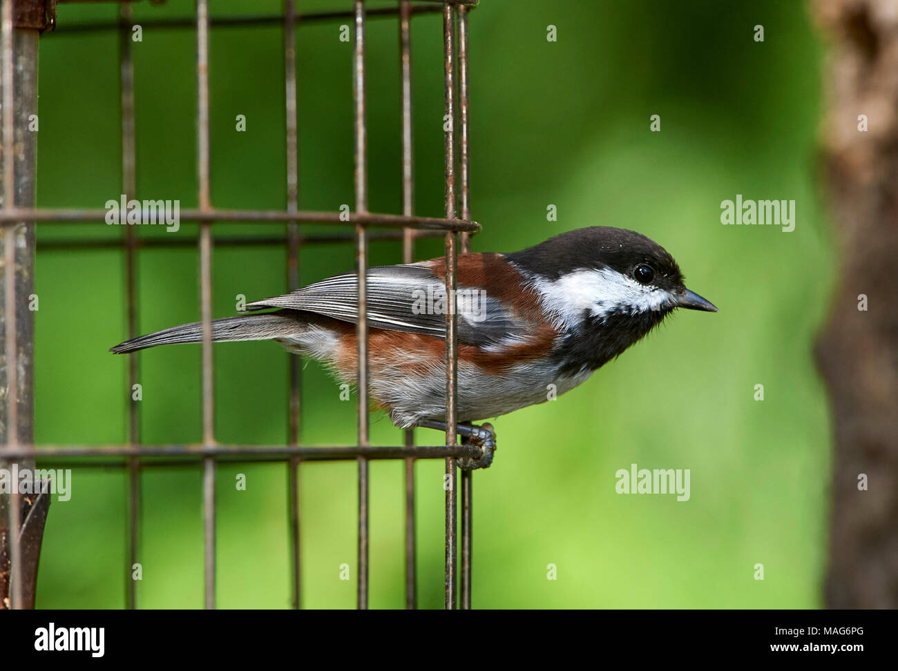 Mésange à dos (Poecile rufescens) à une mangeoire pour oiseaux , Gabriola Colombie-Britannique, Canada Banque D'Images