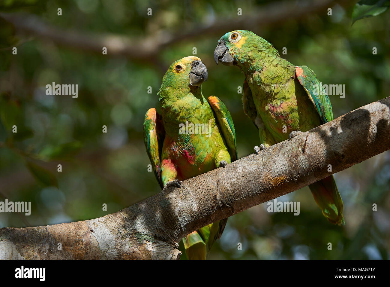 Paire de perroquets amazone à front bleu (Amazona aestiva) perché dans un arbre, le Pantanal, Mato Grosso, Brésil Banque D'Images
