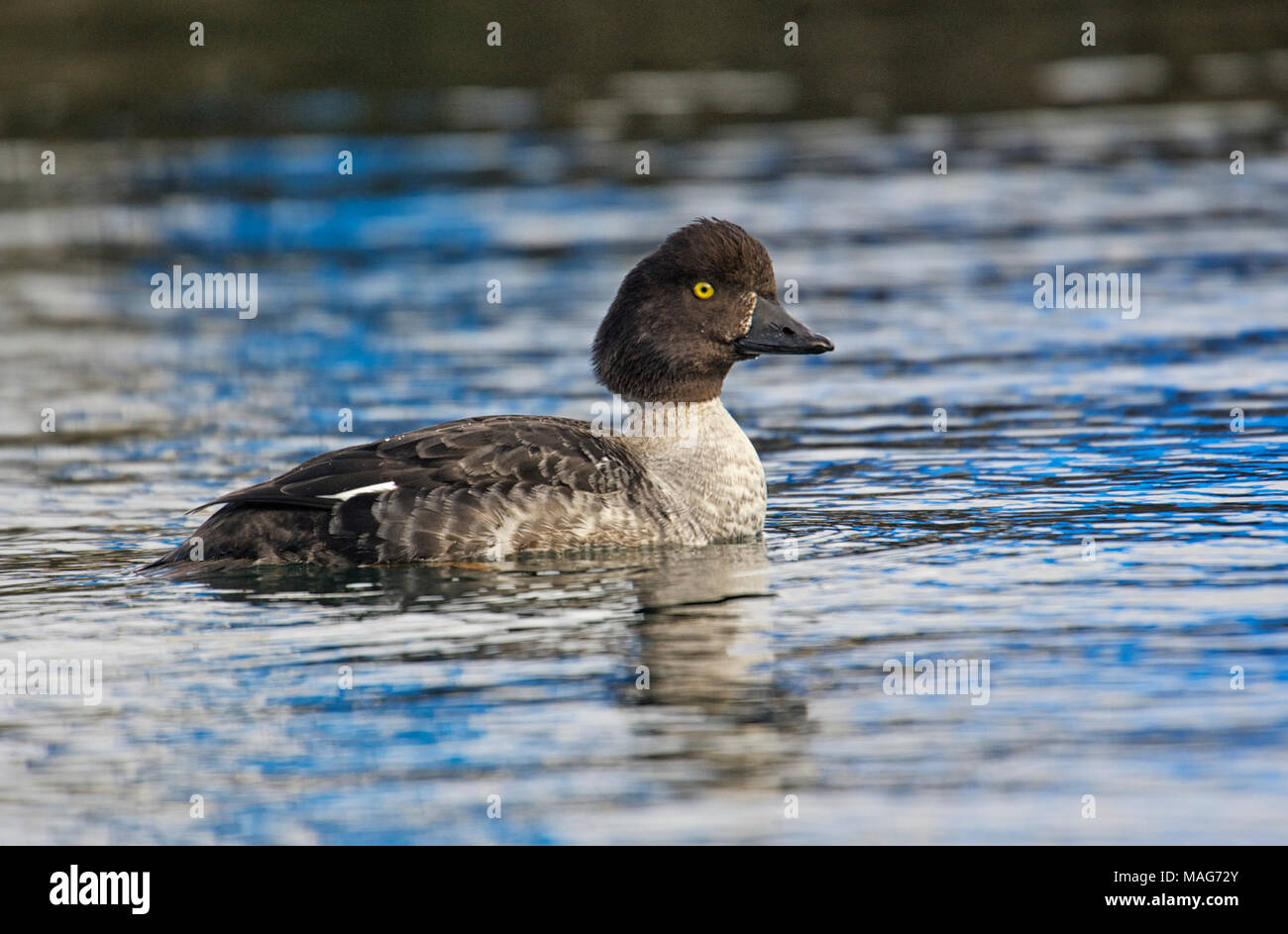 Garrot d'Islande (Bucephala islandica), femme, Pages Marina, Gabriola Island, British Columbia, Canada Banque D'Images