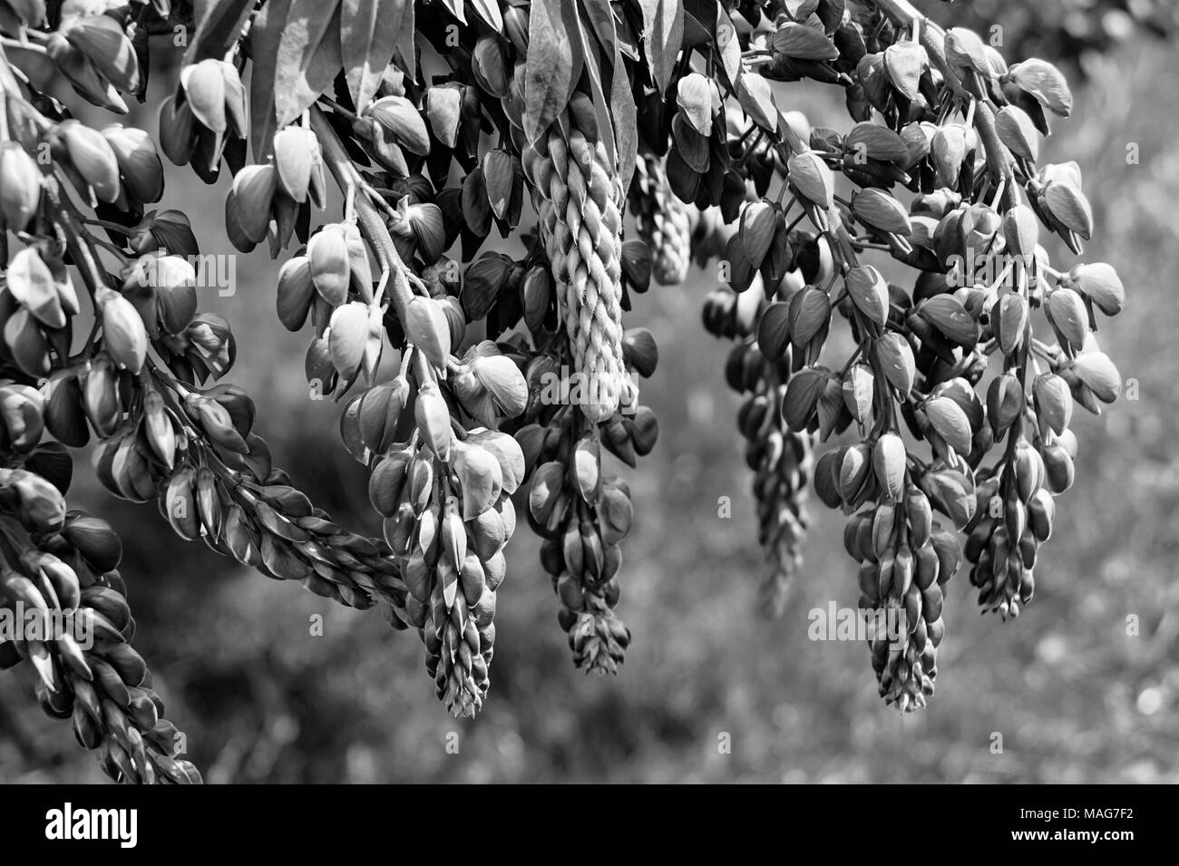 Fleur de lupin le Monochrome sur fond beau lavé Banque D'Images