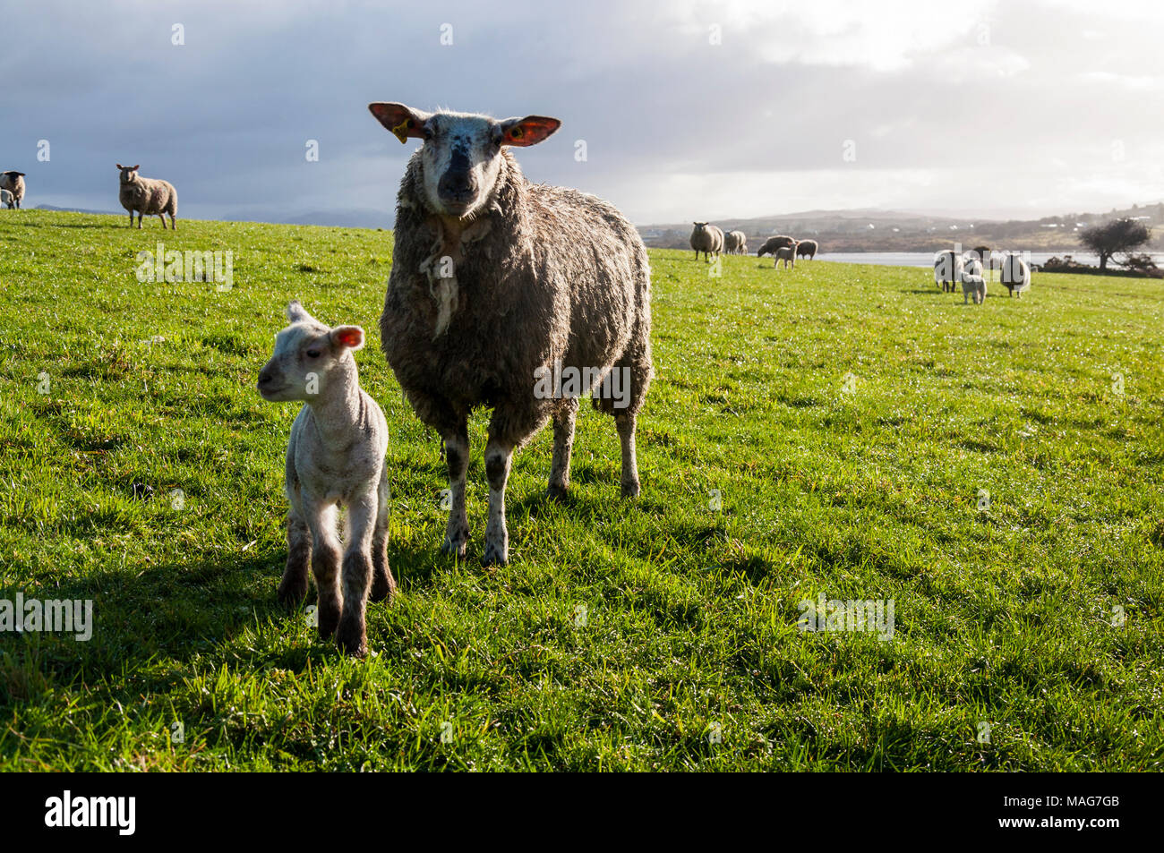 Mouton et agneau brebis dans un champ de Donegal Banque D'Images