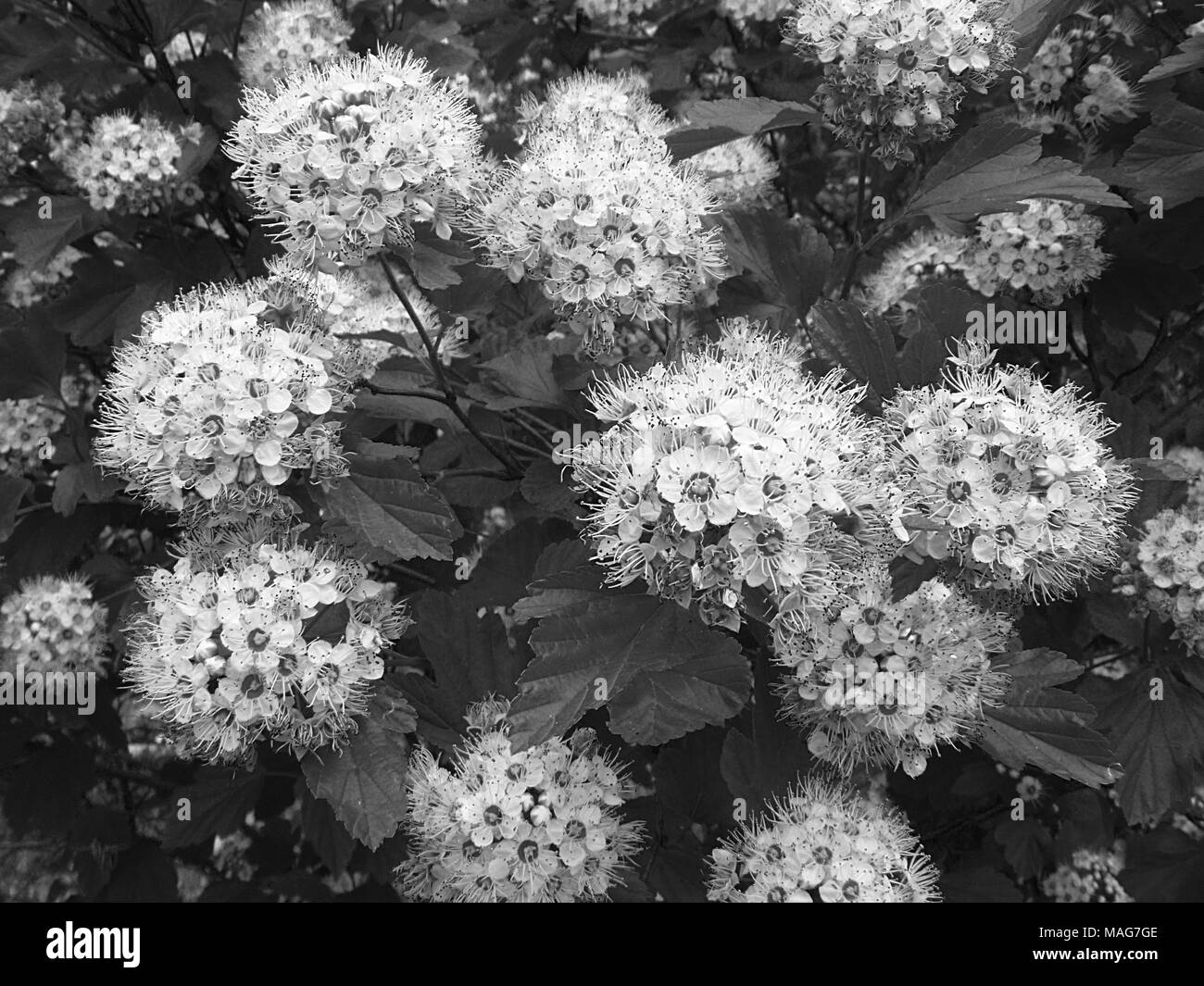 Fleur du bosquet monochrome Spireya sur fond de feuille dans la saison du printemps Banque D'Images