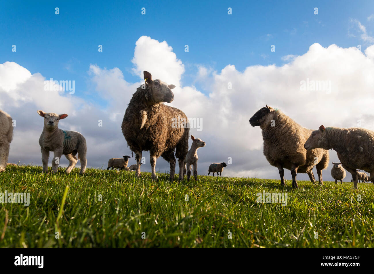 Moutons et agneaux Brebis dans un champ de Donegal Banque D'Images