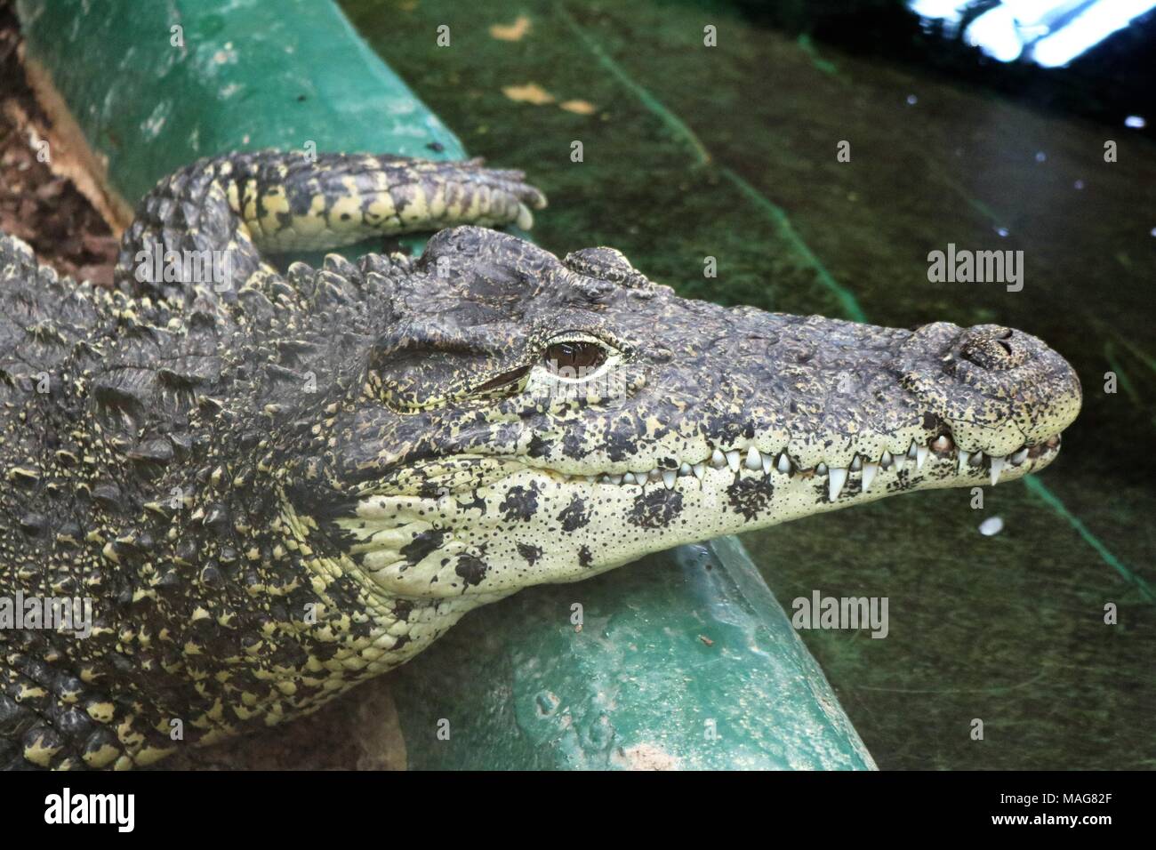Alligator caïman noir couché sur un rocher près de l'eau à une attraction des visiteurs Banque D'Images
