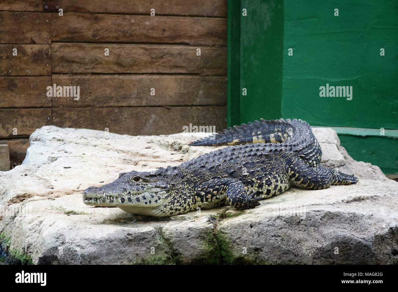 Alligator caïman noir couché sur un rocher près de l'eau à une attraction des visiteurs Banque D'Images