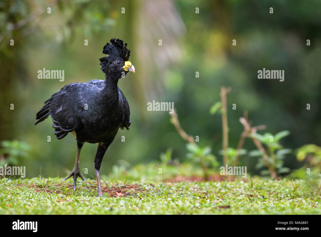 Great Curassow - Crax rubra, grand faisan-comme l'oiseau de la forêt néotropicale, Costa Rica. Banque D'Images