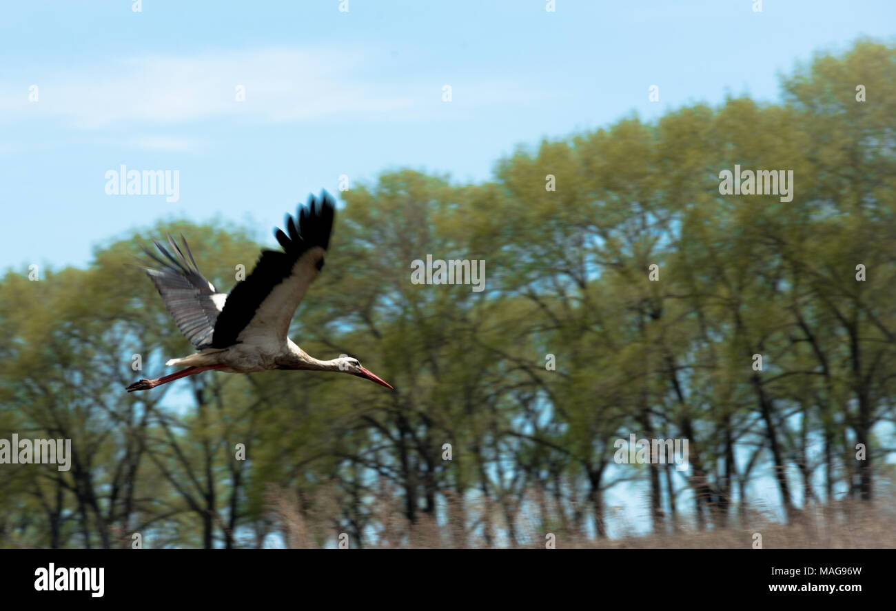 Une cigogne, glisser sur les champs au printemps de l'Ukraine Banque D'Images