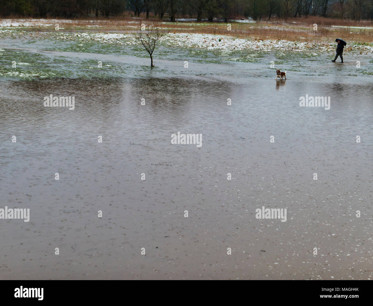 Ashbourne, Derbyshire. 2ème apr 2018. Météo France : l'homme promenait son chien après 1' de la neige fond rapidement matin causant des inondations sur Easter Bank Holiday lundi à Ashbourne, dans le Derbyshire De : Doug Blane/Alamy Live News Banque D'Images