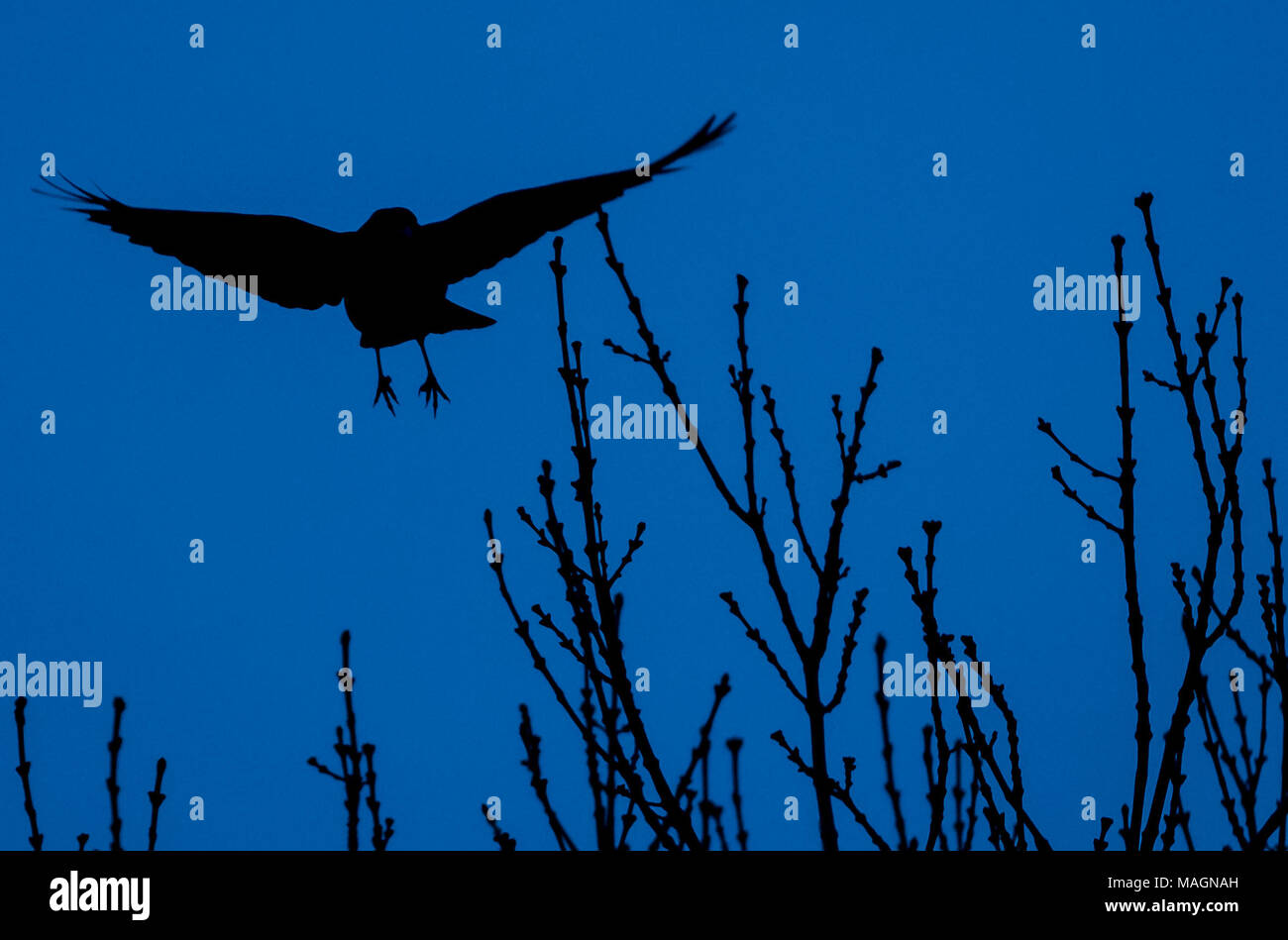 20 mars 2018, l'Allemagne, Hanovre : Un corbeau vole au-dessus d'un arbre dans le matin tôt. Photo : Peter Steffen/dpa Banque D'Images