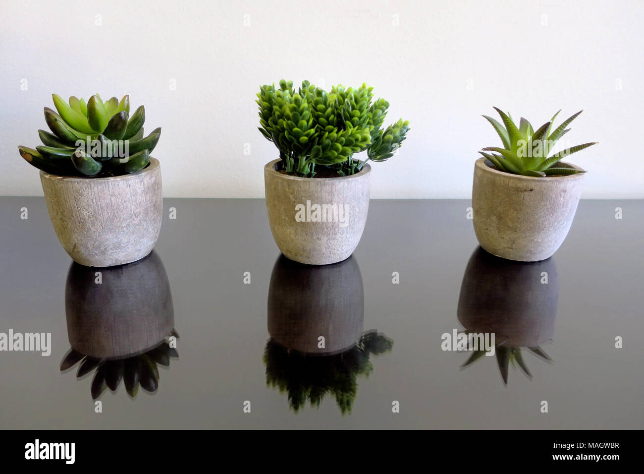 Trois plantes en pot en réfléchissant sur une table en verre Banque D'Images