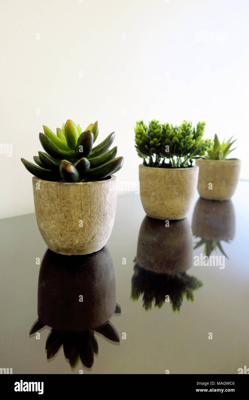Trois plantes en pot en réfléchissant sur une table en verre Banque D'Images