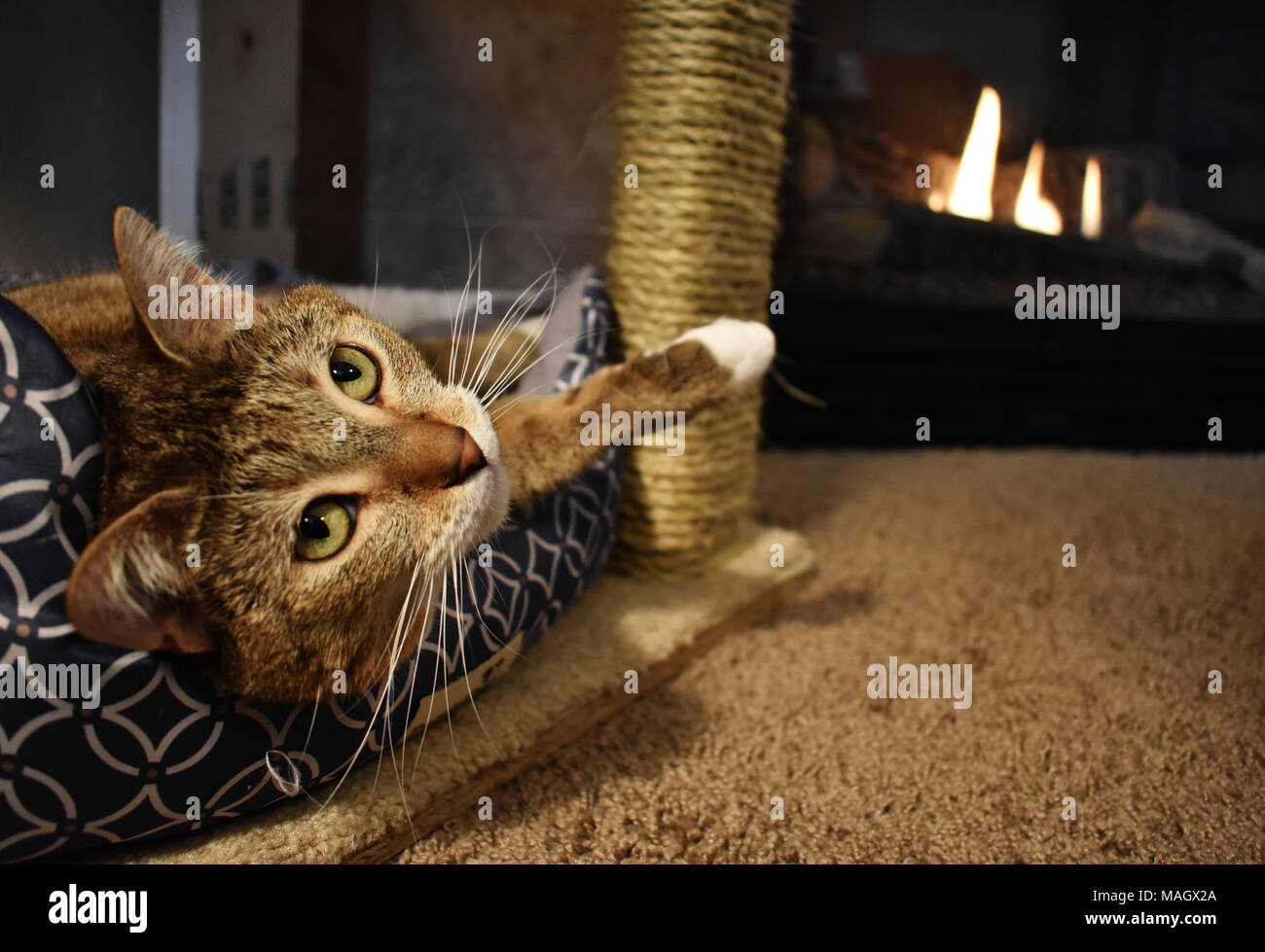 Un beau chat détente au bord de l'incendie Banque D'Images