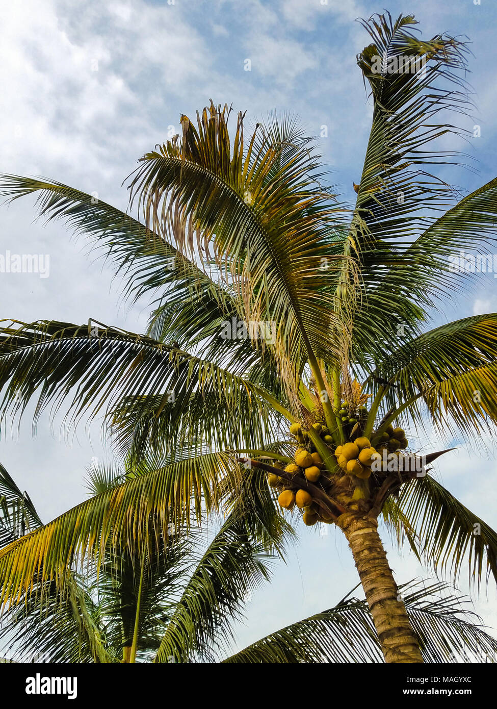 Coconut palm tree éclairées par la lumière du soleil de l'après-midi. Banque D'Images
