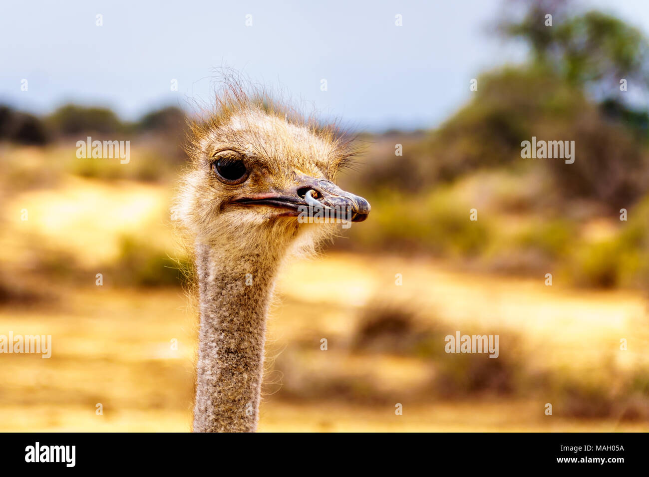 Close up d'une tête d'Autruche dans une ferme d'Autruches à Oudtshoorn dans le petit Karoo semi désert Région Province du Cap-Occidental en Afrique du Sud Banque D'Images